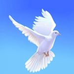 Акция «#Голубь мира – голубь Победы!»