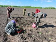 Сезон капусты открыт: будущие аграрии за работой