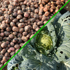 Уборка картофеля и овощей