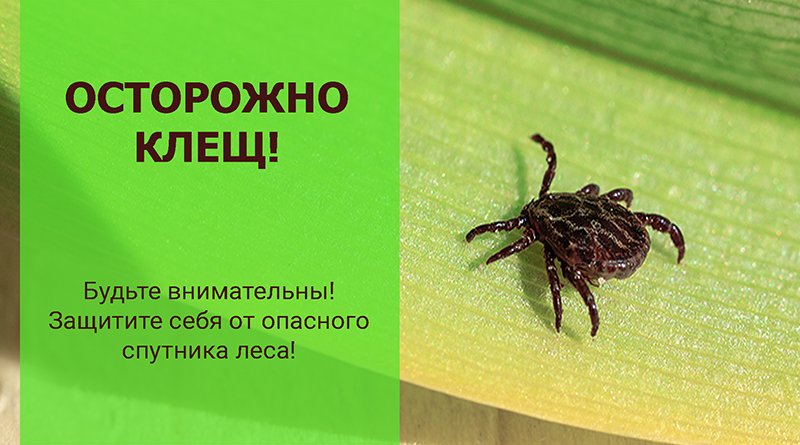 Берегись клещей картинки